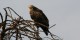 Tanzanie - 2010-09 - 143 - Serengeti - Aigle ravisseur